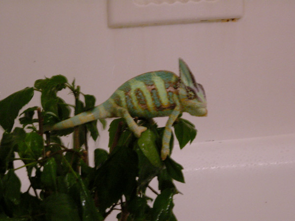 'nother photo in the shower