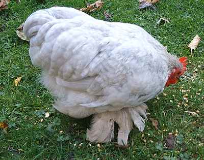 Lavender Cuckoo Pekin Male at 14 weeks