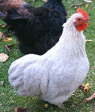 Lavender Cuckoo Pekin Male at 14 weeks