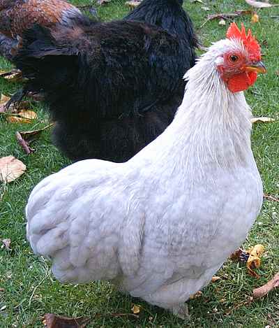 Lavender Cuckoo Pekin Male at 14 weeks
