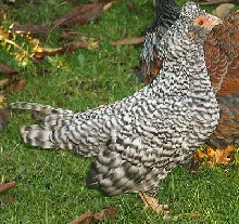 Cuckoo Araucana bantam at 14 weeks
