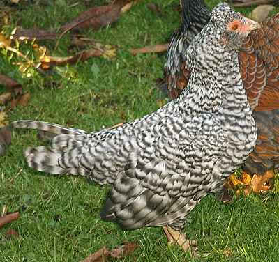 Cuckoo Araucana bantam at 14 weeks