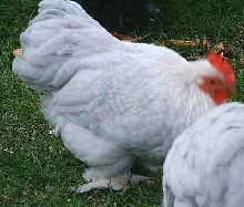 Lavender Cuckoo Pekin Male at 14 weeks