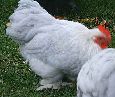 Lavender Cuckoo Pekin Male at 14 weeks