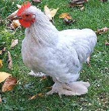 Lavender Cuckoo Pekin Male at 14 weeks