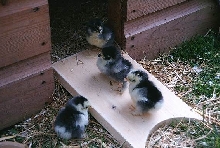 Pekin chicks