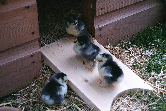 Pekin chicks