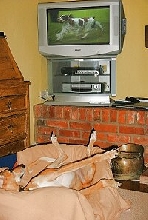 Clover watching Crufts!