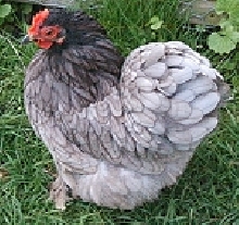 Blue Pekin Hen