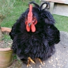 Midnight - My Frizzle Pekin Cockerel
