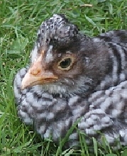Araucana chick