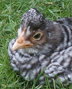 Araucana chick