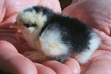 Pekin Chick