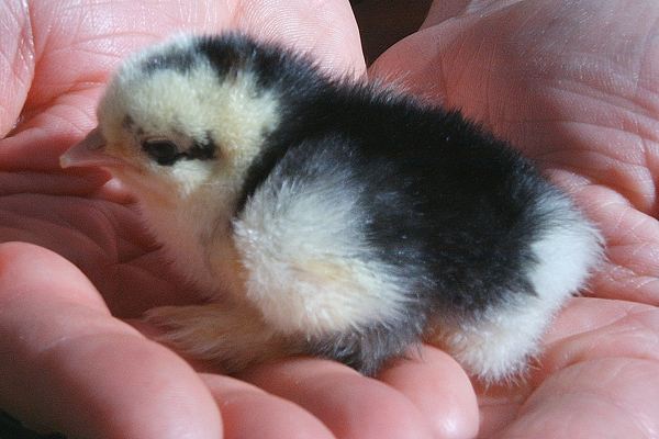 Pekin Chick