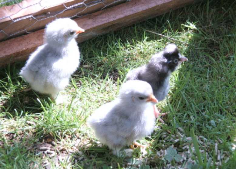 Chicks at 2 days old