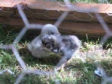 Two lttle chicks