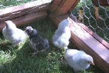 Chicks at 2 days-old