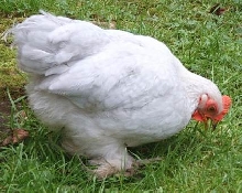 Pekin Chick