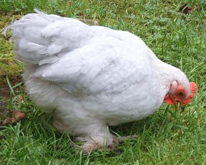 Pekin Chick