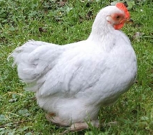 Pekin Chick