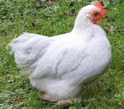 Pekin Chick