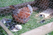 Dotty and her chicks