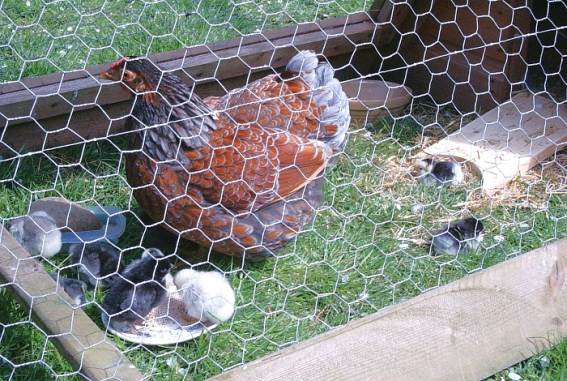 Dotty and her chicks