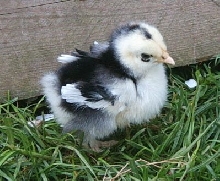 pekin chick at 5 days