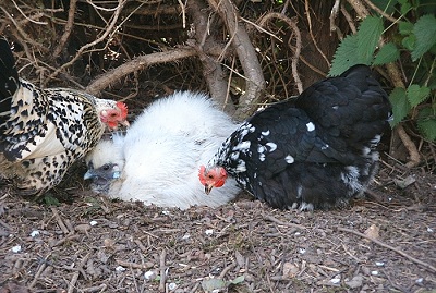 Colourful bantams