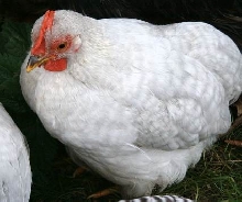Pekin Chick