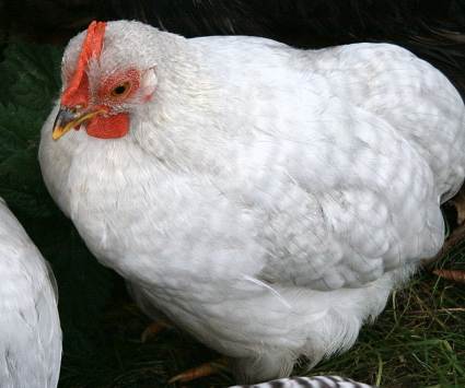 Pekin Chick
