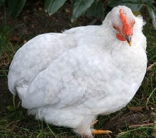 Pekin Chick