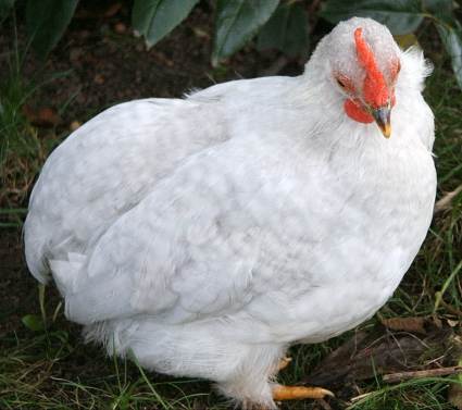 Pekin Chick