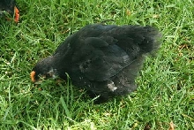 Pekin at 5 1/2 weeks old
