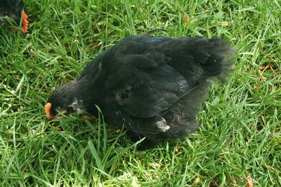 Pekin at 5 1/2 weeks old