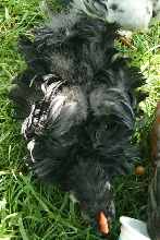 Frizzle pekin chick