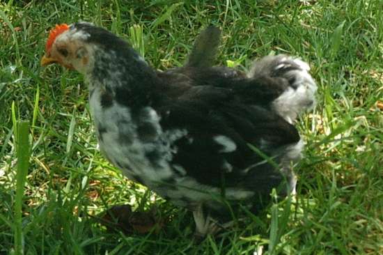 Pekin at 5 1/2 weeks old