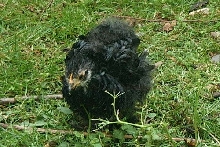 pekin chick at 5 1/2 weeks