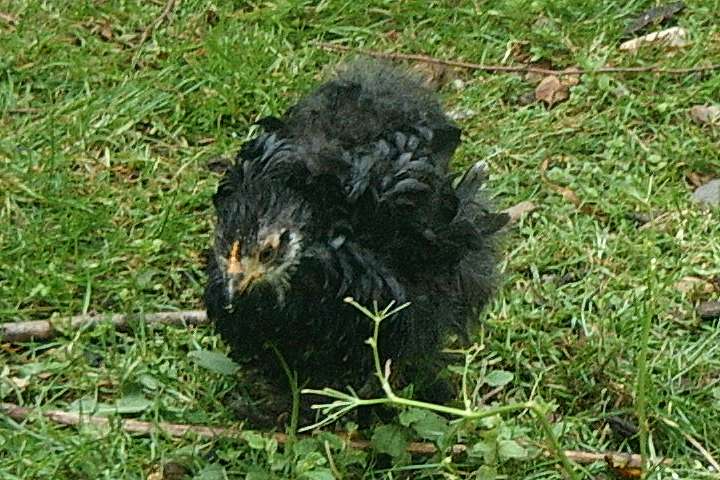 pekin chick at 5 1/2 weeks