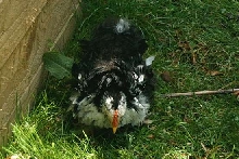 Frizzle pekin chick
