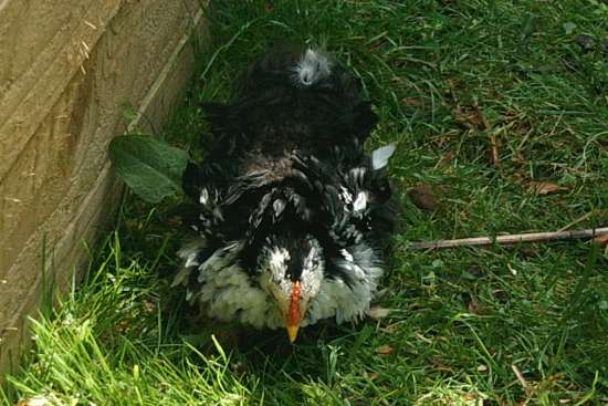 Frizzle pekin chick