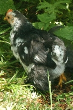 pekin chick at 5 1/2 weeks