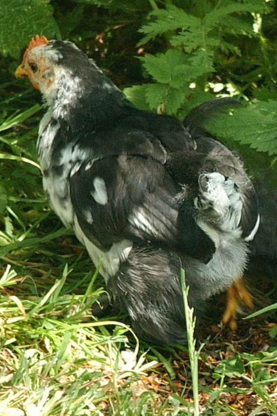 pekin chick at 5 1/2 weeks