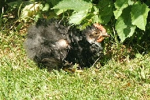 Frizzle pekin chick