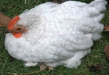 Pekin Chick