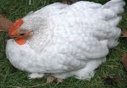 Pekin Chick