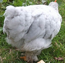 Pekin Chick