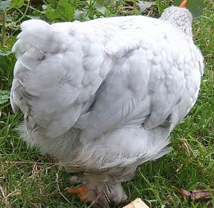Pekin Chick
