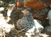 Sleepy Araucana