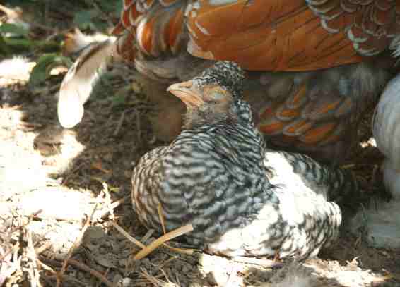 Sleepy Araucana
